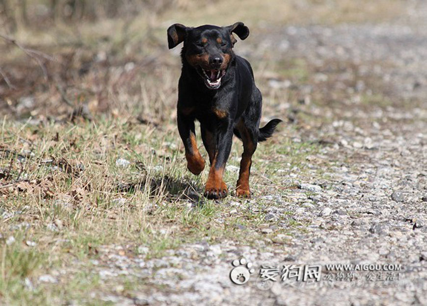 阿爾卑斯達克斯布若卡犬