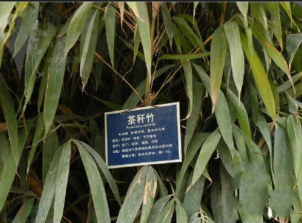 茶桿竹無性系1號