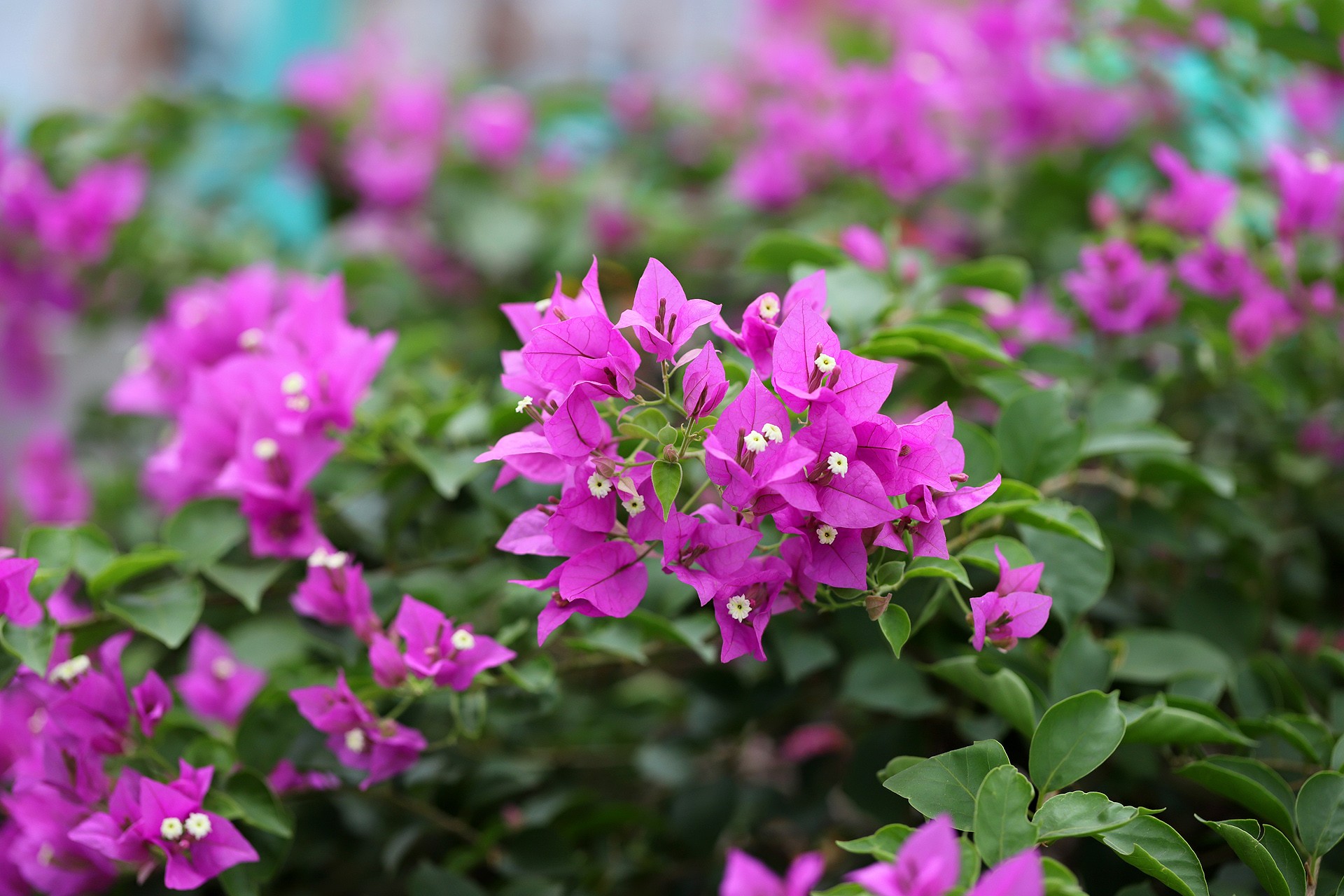 葉子花(紅花三角梅)