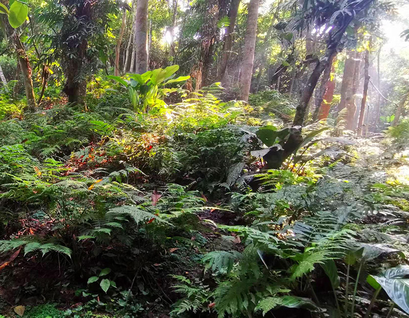 中國科學院西雙版納熱帶植物園