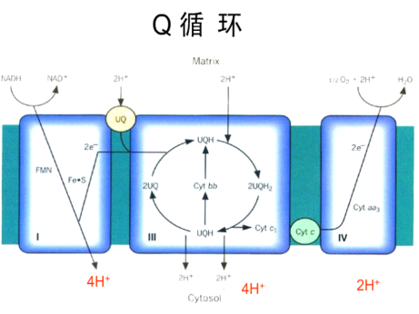 Q循環圖