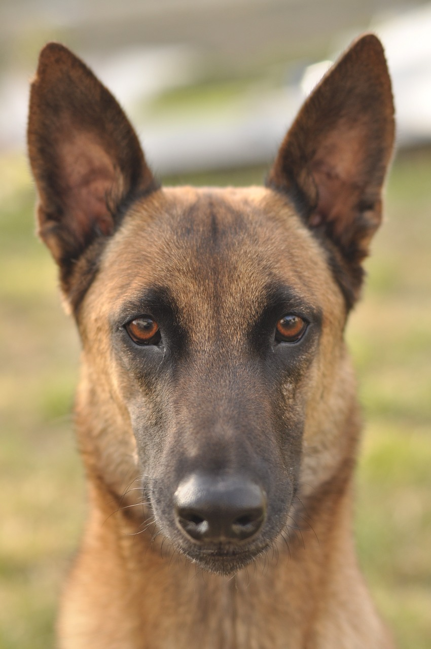 馬里努阿犬(比利時瑪利諾犬)