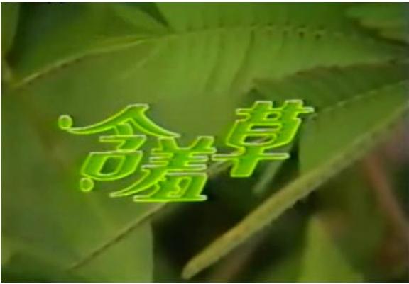 含羞草