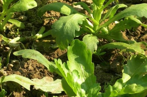 平葉苔屬