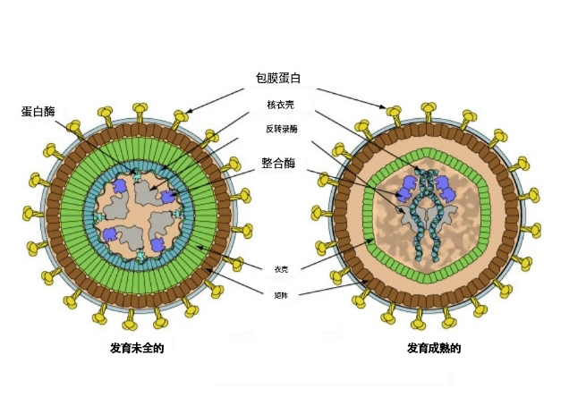 牛地方流行性白血病