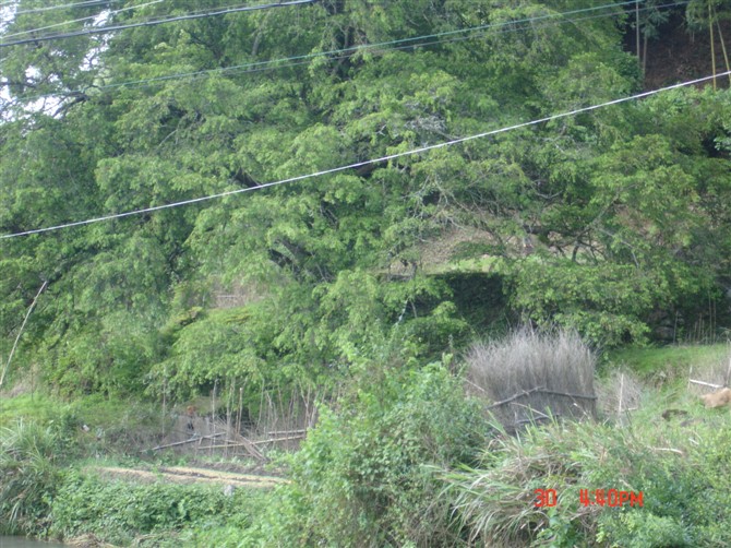 張地井村