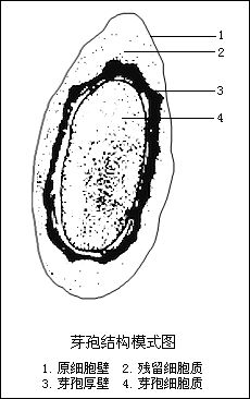 芽孢(endospore)