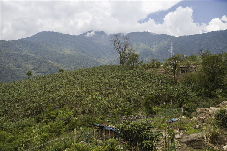 瑪迪村香蕉基地2