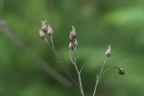 狹翼風毛菊