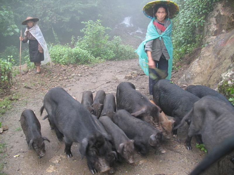 生豬養殖業