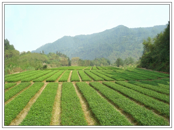 智仁早茶 苗圃