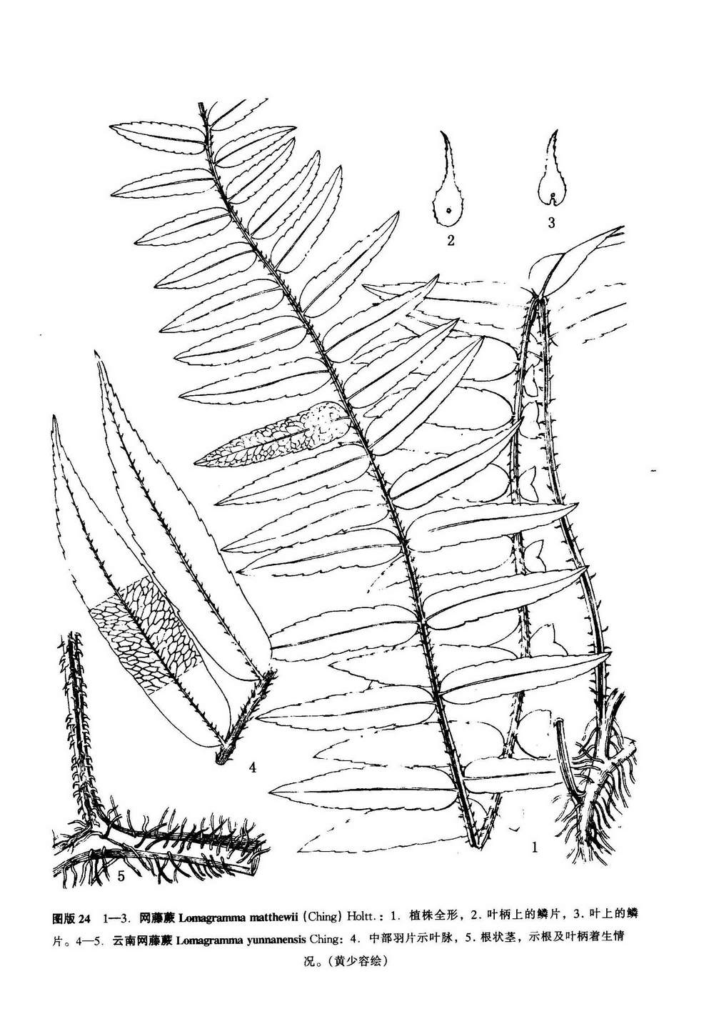 雲南網藤蕨（墨線圖）