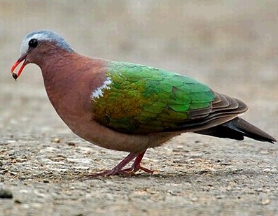 綠背金鳩台灣亞種