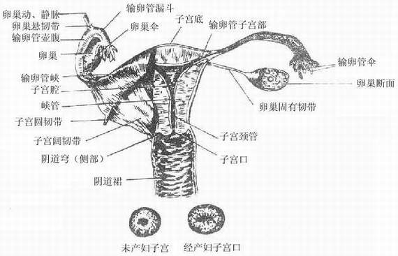 甲孕環酯