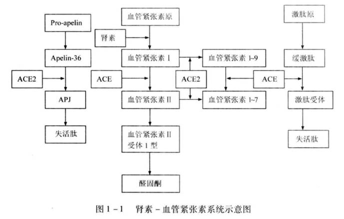 血管緊張素