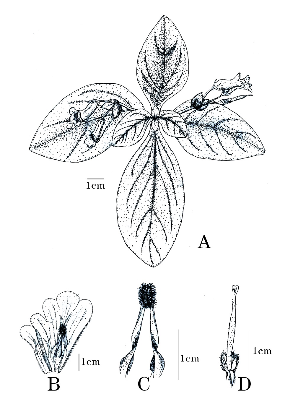 擬粉花報春苣苔