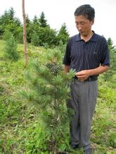 吉林綠峰苗木基地