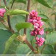 蓼花(草本植物)