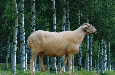 羊(偶蹄目牛科家畜)