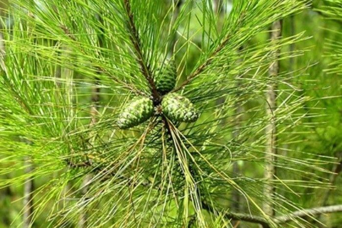 馬尾松無性系山羊8區G64號