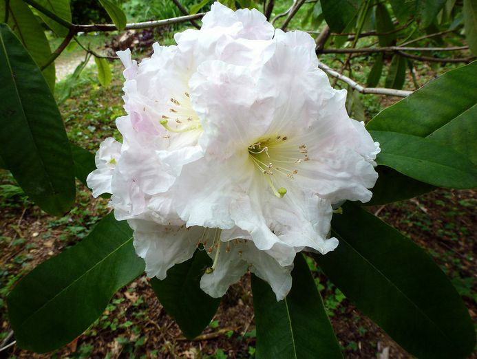 波葉杜鵑（原變種）