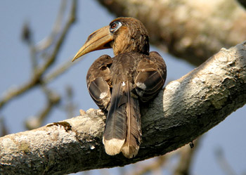 銹頰犀鳥