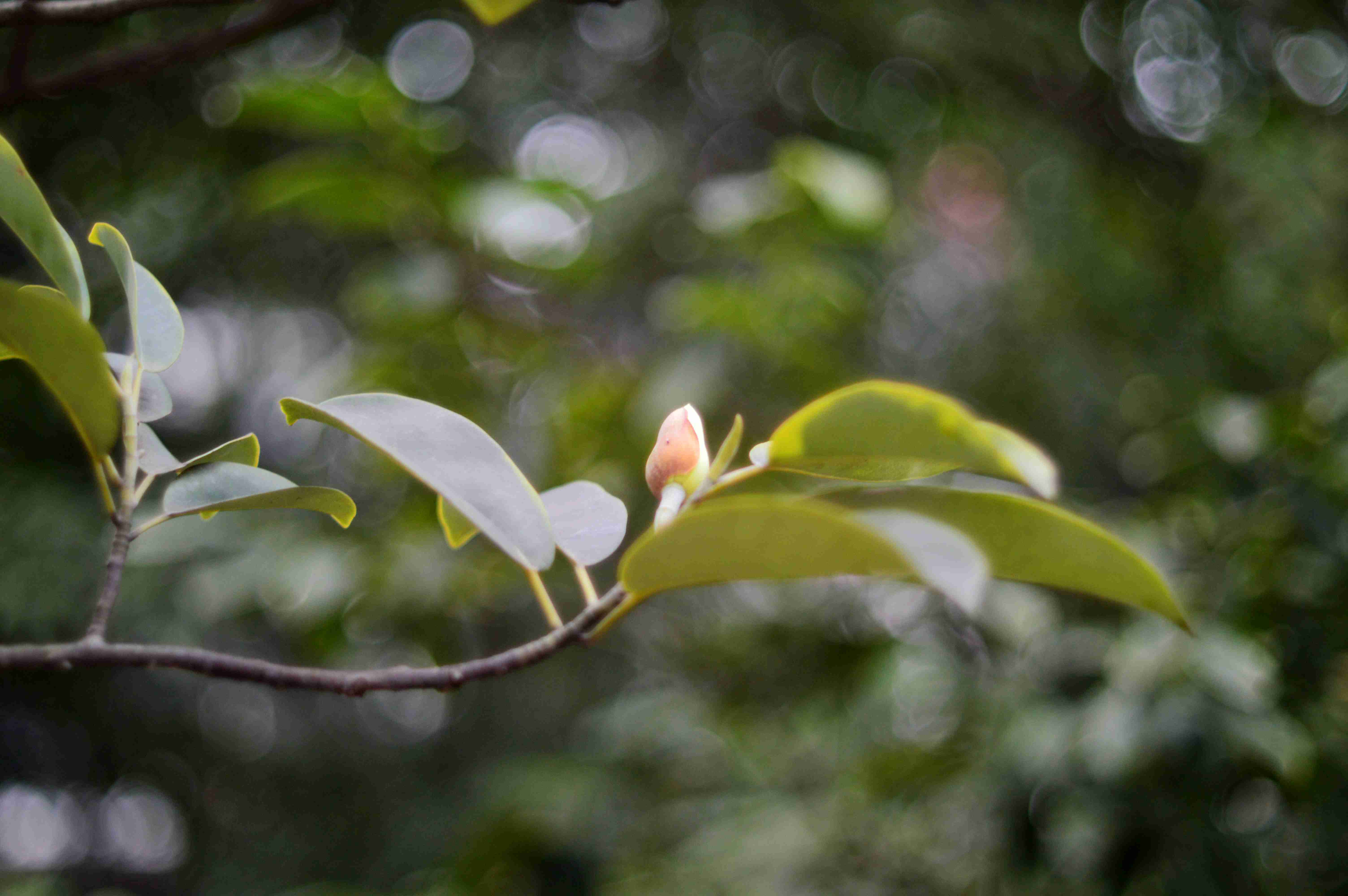 綠蘿植物園