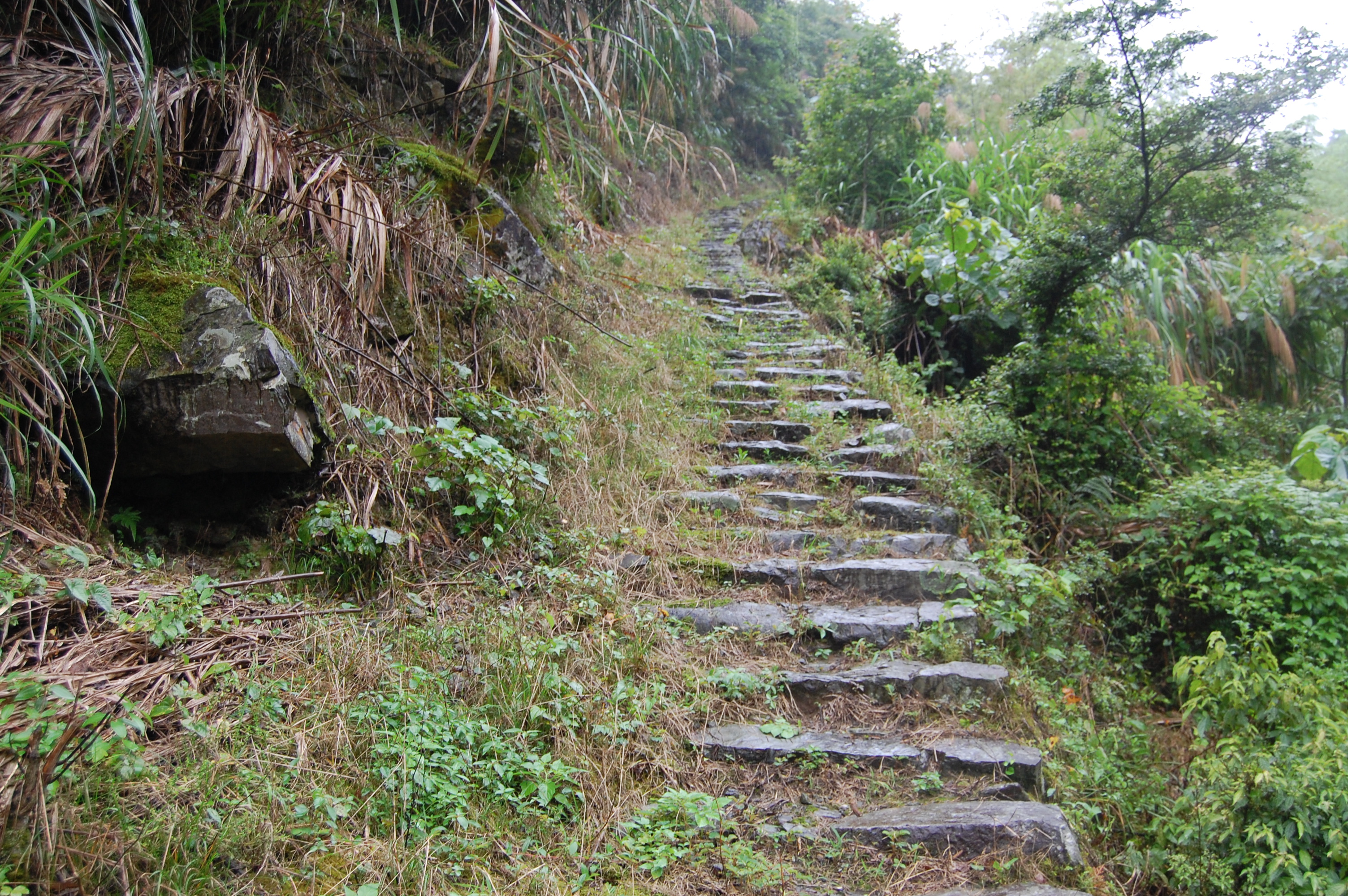 樟坑嶺古道