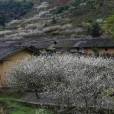 花山村(魚塘彝族鄉花山村)