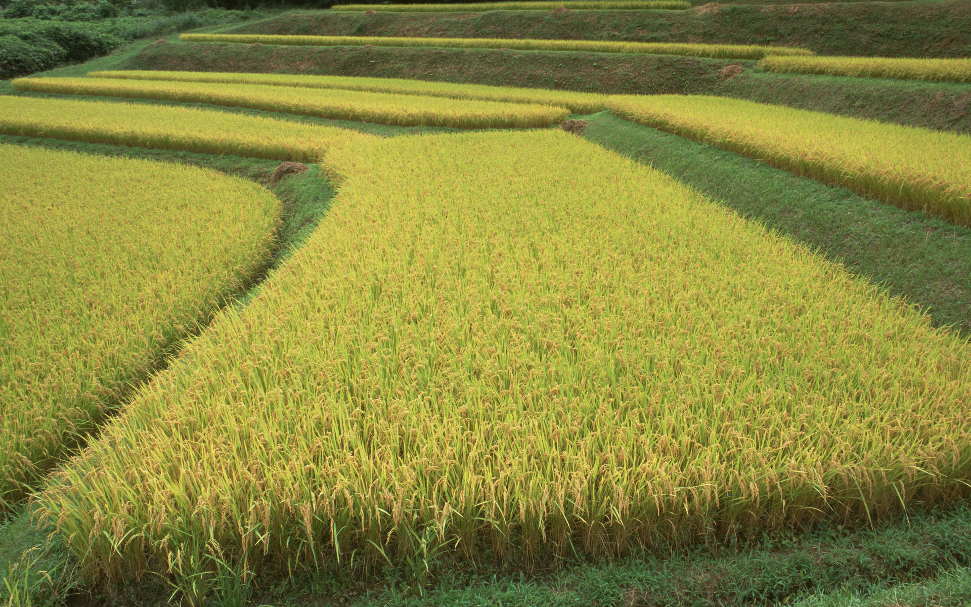 火廠坪鎮(火廠坪)