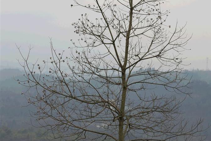 烏桕重慶秀山家系031