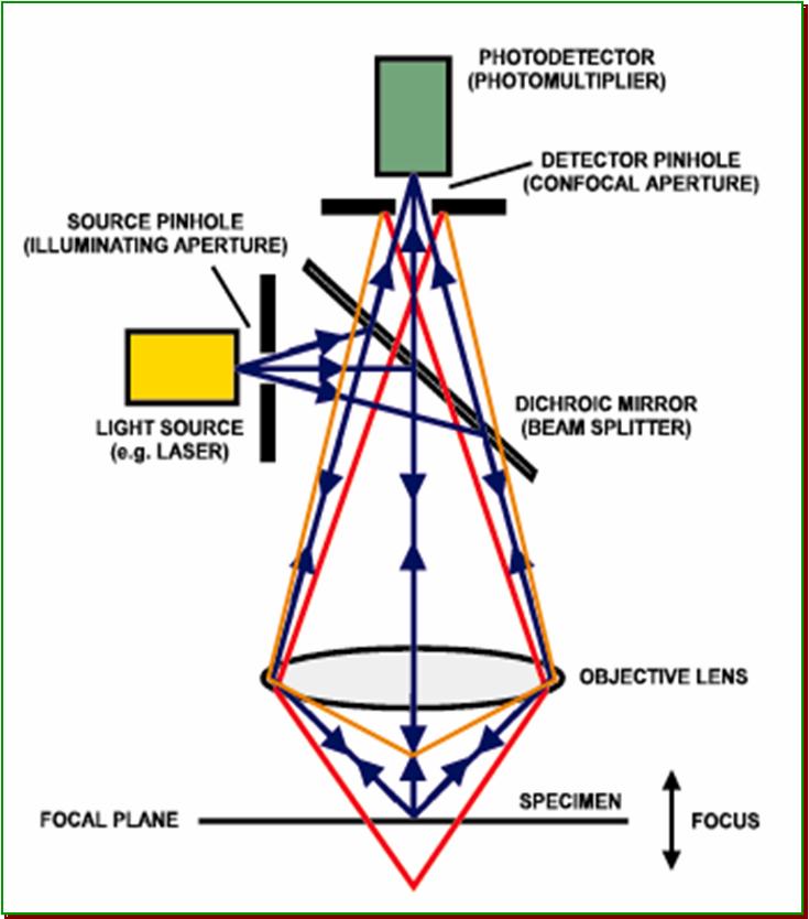 雷射掃描共聚焦螢光顯微鏡