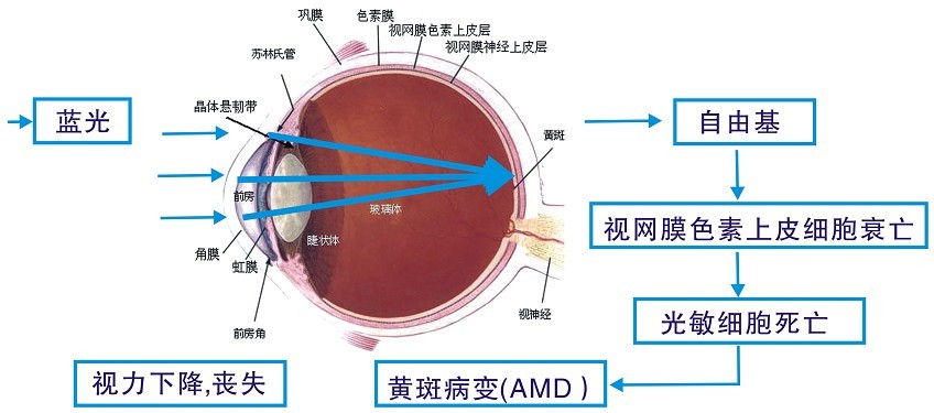 藍光對眼睛的傷害機制