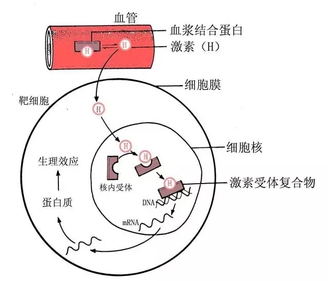 雌激素受體