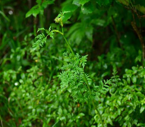 全葉山芹(植物)