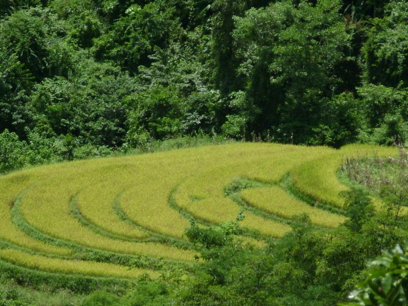 村中田園