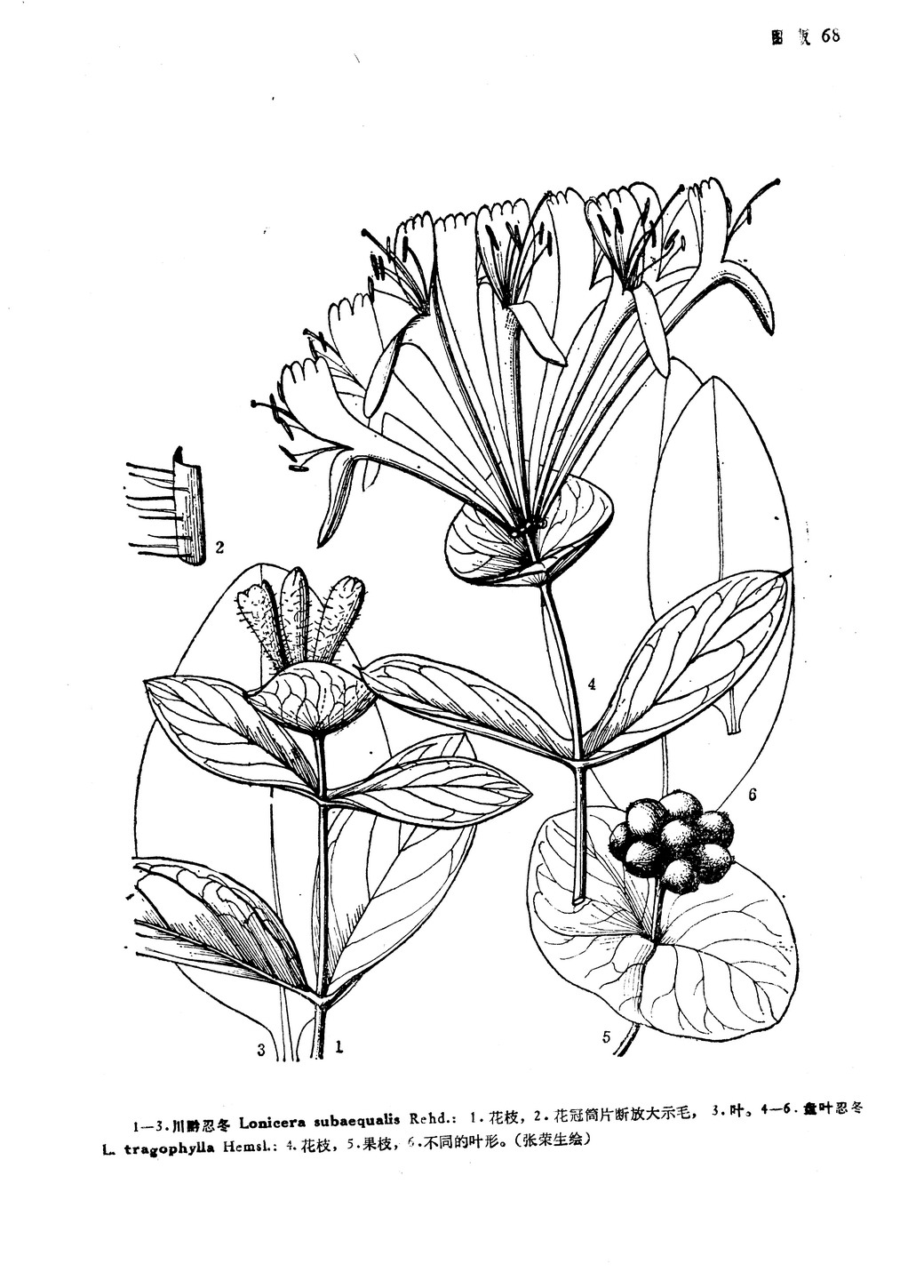 圖片來源：中國植物志原版墨線圖