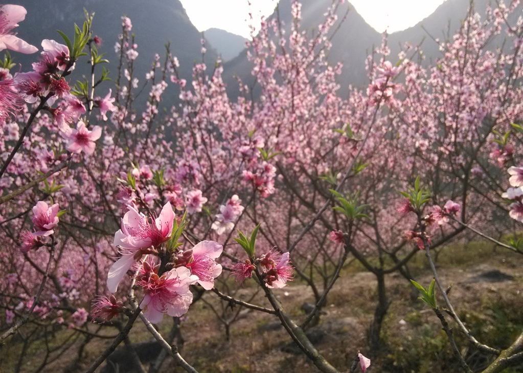 肥城桃花園風景區