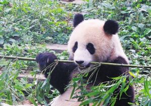 中國保護大熊貓研究中心雅安碧峰峽基地