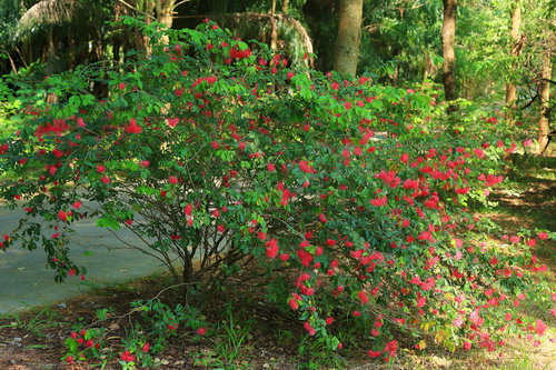 紅粉撲花