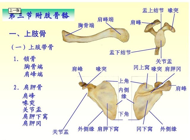 附肢