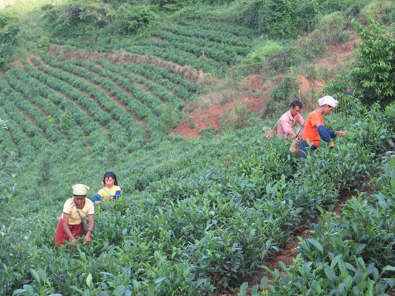 茶葉種植