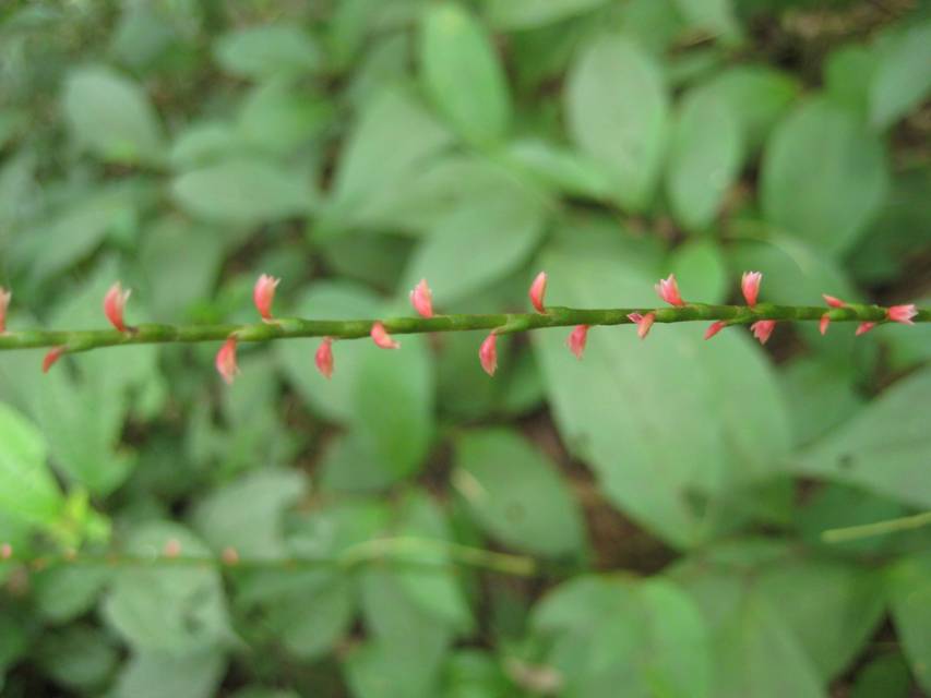 金線草（原變種）