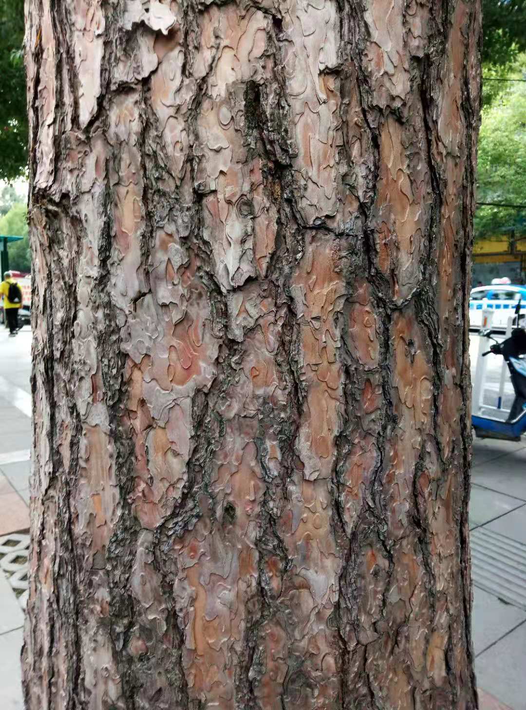 馬尾松樹皮