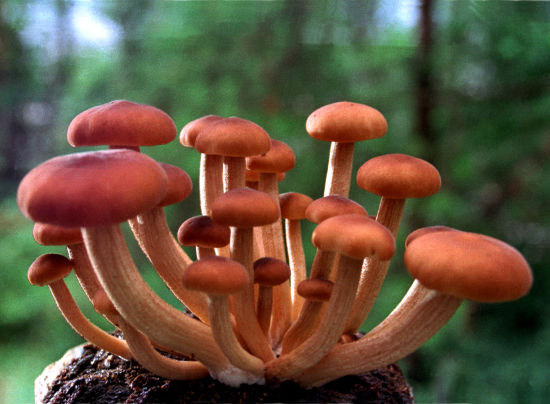 蘑菇(蘑菇科蘑菇屬真菌)