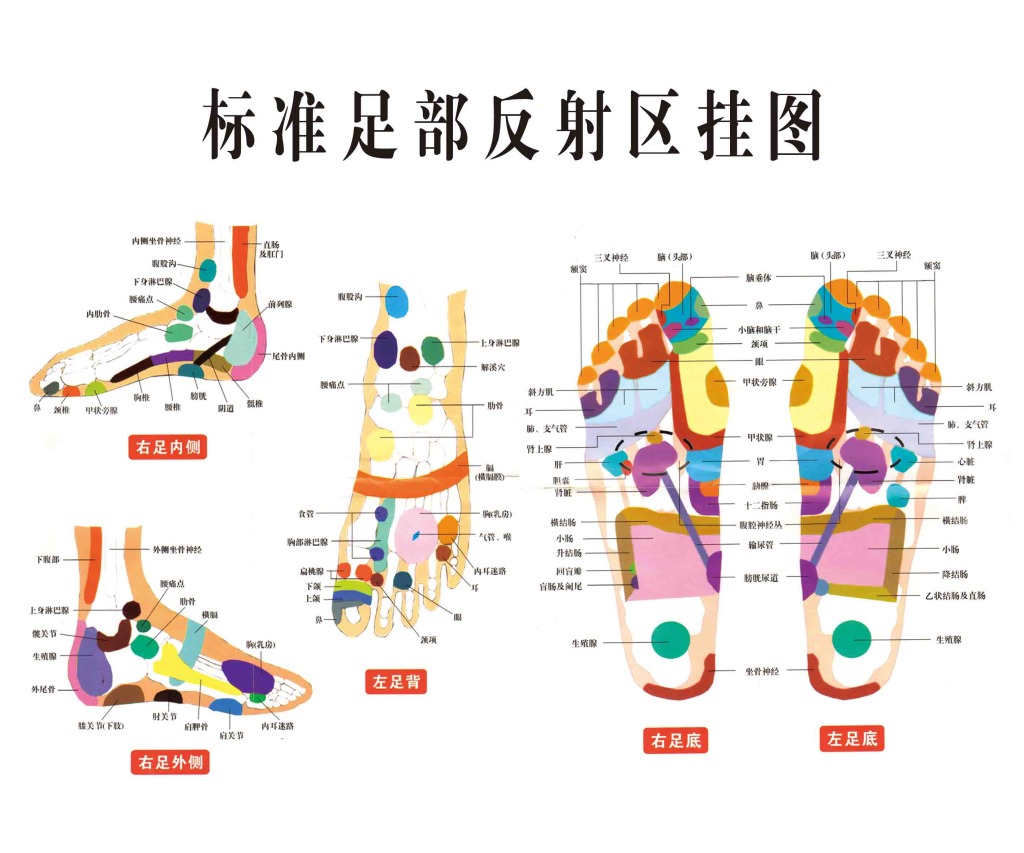 足部反射區