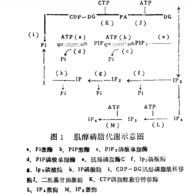 肌醇磷脂