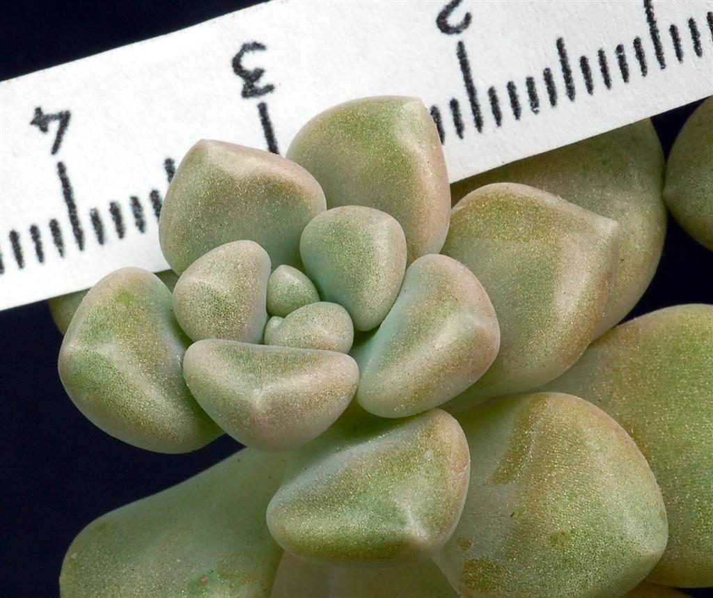 丸葉姬秋麗（Graptopetalum mendozae）