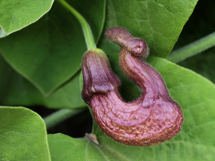 背蛇生(馬兜鈴科馬兜鈴屬植物)