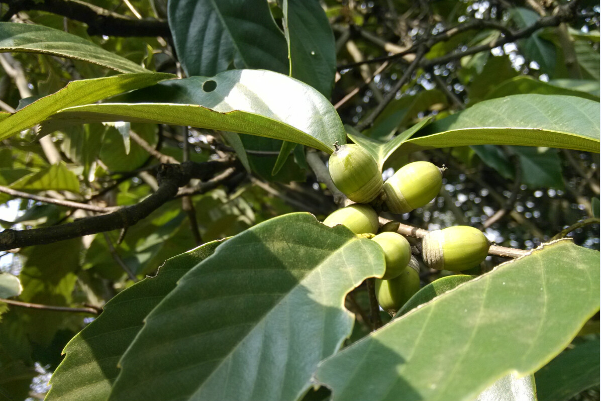 麻栗坡櫟